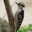 420_Downy Woodpecker